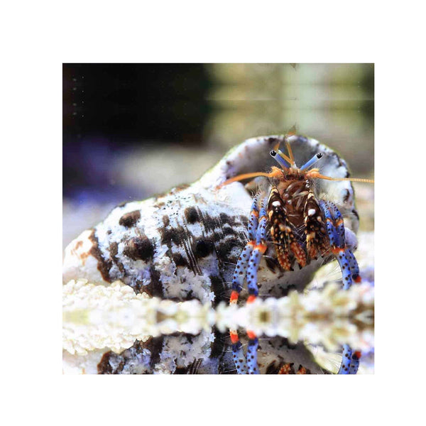 BPK Farm Invertebrates Blue Leg Hermit Crab - (Clibanarius tricolor)