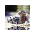 files/bpk-farm-invertebrates-blue-leg-hermit-crab-clibanarius-tricolor-40785332535526.jpg