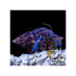 files/bpk-farm-invertebrates-blue-leg-hermit-crab-clibanarius-tricolor-40785332633830.jpg