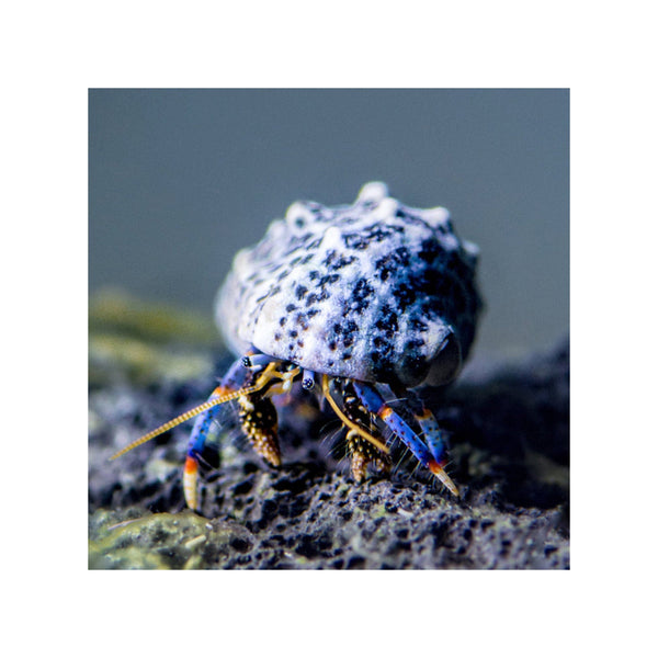 BPK Farm Invertebrates Blue Leg Hermit Crab - (Clibanarius tricolor)