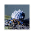 files/bpk-farm-invertebrates-blue-leg-hermit-crab-clibanarius-tricolor-40785332797670.jpg