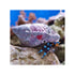 files/bpk-farm-invertebrates-blue-leg-hermit-crab-clibanarius-tricolor-40785333027046.jpg
