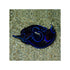 files/bpk-farm-invertebrates-blue-velvet-nudibranch-41021222027494.jpg