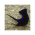 files/bpk-farm-invertebrates-blue-velvet-nudibranch-41021222289638.jpg