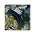 files/bpk-farm-invertebrates-blue-velvet-nudibranch-41021222322406.jpg