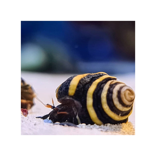 BPK Farm Invertebrates Bumble Bee Snail