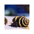 files/bpk-farm-invertebrates-bumble-bee-snail-41013706129638.jpg