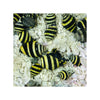 BPK Farm Invertebrates Bumble Bee Snail