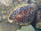 Cowrie snail