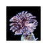 files/bpk-farm-invertebrates-feather-duster-41012727054566.jpg