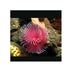 files/bpk-farm-invertebrates-feather-duster-41012727120102.jpg