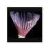 files/bpk-farm-invertebrates-feather-duster-41012727218406.jpg