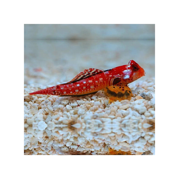 BPK Farm Invertebrates Female Ruby Red Dragonet - (Synchiropus sycorax)