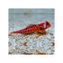 files/bpk-farm-invertebrates-female-ruby-red-dragonet-synchiropus-sycorax-40770205319398.jpg