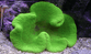 Green Carpet Anemone