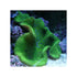 files/bpk-farm-invertebrates-haddon-s-carpet-anemone-metallic-green-41025776320742.jpg