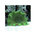 files/bpk-farm-invertebrates-haddon-s-carpet-anemone-metallic-green-41025776451814.jpg