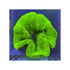 files/bpk-farm-invertebrates-haddon-s-carpet-anemone-metallic-green-41025776713958.jpg