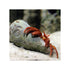files/bpk-farm-invertebrates-halloween-hermit-crab-ciliopagurus-strigatus-40881331241190.jpg