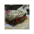 files/bpk-farm-invertebrates-halloween-hermit-crab-ciliopagurus-strigatus-40881331273958.jpg