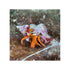 files/bpk-farm-invertebrates-halloween-hermit-crab-ciliopagurus-strigatus-40881331339494.jpg
