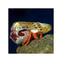 files/bpk-farm-invertebrates-halloween-hermit-crab-ciliopagurus-strigatus-40881331405030.jpg