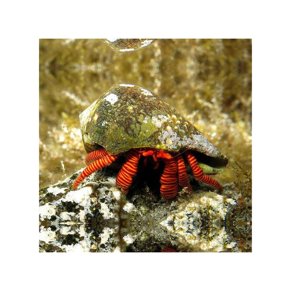 BPK Farm Invertebrates Halloween Hermit Crab - (Ciliopagurus strigatus)