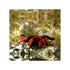 files/bpk-farm-invertebrates-halloween-hermit-crab-ciliopagurus-strigatus-40881331601638.jpg