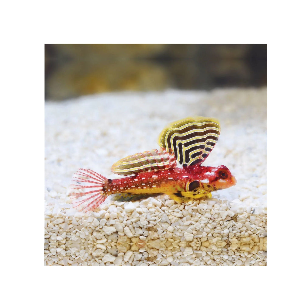 Ruby Red Dragonet - (Synchiropus sycorax)