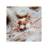 BPK Farm Invertebrates Pom Pom Crab - (Lybia sp.)