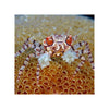 BPK Farm Invertebrates Pom Pom Crab - (Lybia sp.)