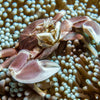 BPK Farm Invertebrates Porcelain Crab