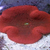 BPK Farm Invertebrates Red Carpet Anemone /Ultra/(Crimson)