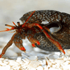 BPK Farm Invertebrates Red Hermit Crab