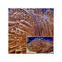 files/bpk-farm-invertebrates-ritteri-anemone-41026092499174.jpg