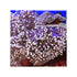 files/bpk-farm-invertebrates-ritteri-anemone-41026092531942.jpg