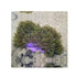 files/bpk-farm-invertebrates-ritteri-anemone-41026092695782.jpg