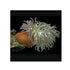 files/bpk-farm-invertebrates-ritteri-anemone-41026092728550.jpg