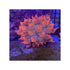 files/bpk-farm-invertebrates-rose-bubble-tip-anemone-41026589425894.jpg