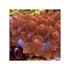 files/bpk-farm-invertebrates-rose-bubble-tip-anemone-41026589753574.jpg