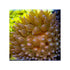 files/bpk-farm-invertebrates-rose-bubble-tip-anemone-41026589884646.jpg