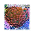 files/bpk-farm-invertebrates-rose-bubble-tip-anemone-41026590015718.jpg