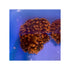 files/bpk-farm-invertebrates-rose-bubble-tip-anemone-41026590212326.jpg