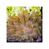 files/bpk-farm-invertebrates-rose-bubble-tip-anemone-41026590376166.jpg