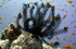 files/bpk-farm-invertebrates-sea-lily-39854241775846.jpg