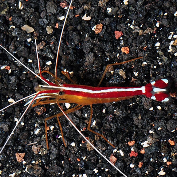 Skunk Cleaner Shrimp (Lysmata amboinensis)