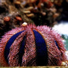 BPK Farm Invertebrates Tuxedo Urchin