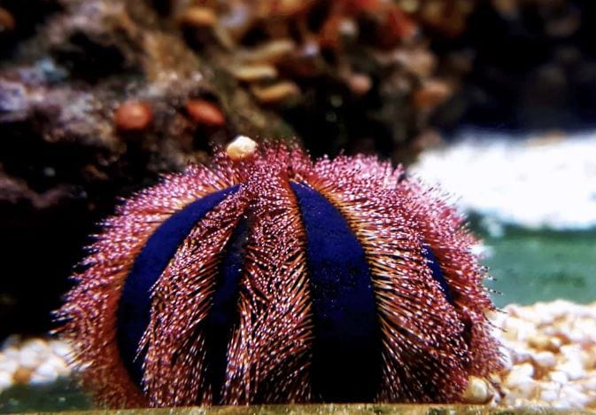 URCHIN CLUSTER TEE