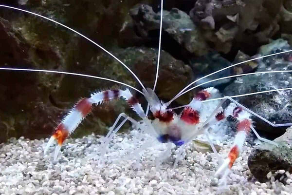 BPK Farm invertibrates Boxer Banded Shrimp/Banded Coral Shrimp