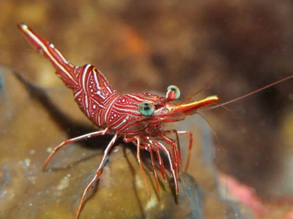 BPK Farm invertibrates Durban Dancing Shrimp/Camel Shrimp